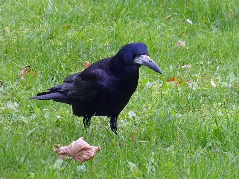 Couleurs du corbeau freux