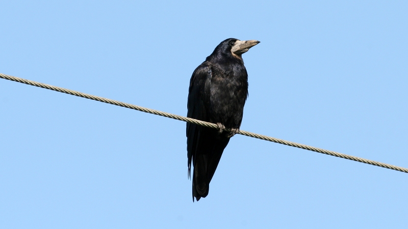 Queue pointue du corbeau freux